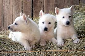 Black And White German Shepherd Mix Puppies White German Shepherd Pitbull Mix Puppies Photos White German Shepherd German Shepherd Puppies Shepherd Puppies