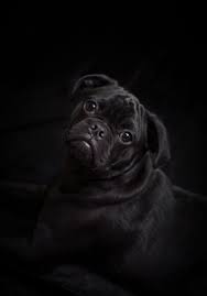 You can also upload and share your favorite pug puppies wallpapers. Cute Cute Pug Puppy Wallpaper L2sanpiero