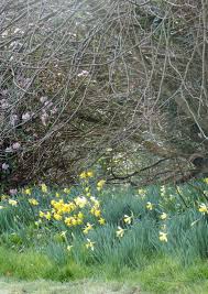 Image result for Aster milanjianus