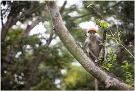 Image result for Crotonogynopsis australis