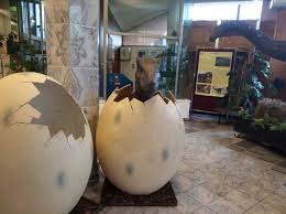 Muzeul găzduiește o expoziție desfășurată pe 900 mp, în care sunt expuse peste 1.000 de eșantioane minerale, roci și fosile. Video Ultimii Dinozauri Din Transilvania ExpoziÈ›ie GÄƒzduitÄƒ De Muzeul JudeÈ›ean De Mineralogie Din Baia Mare Maramedia