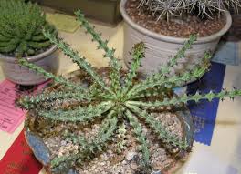 Image result for Euphorbia fanshawei
