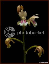 Image result for Oeceoclades maculata