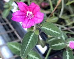 Image result for Ruellia makoyana