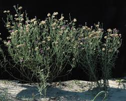 Image result for Vernonia nepetifolia