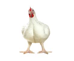 Maybe you would like to learn more about one of these? Bolehkah Ayam Pedaging Berbaring Di Rumah Telur Ayam Bakar