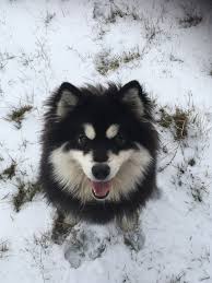 Black And White Pomsky Pomsky Adultpomsky Blackandwhitepomsky Plushpomsky Animaux Mignon
