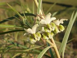 Image result for Gomphocarpus fruticosus