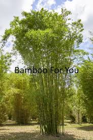 Image result for Bambusa