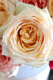 Message Rose Variety Rose Varieties Peach Roses Flower Lover