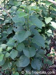 Image result for Cordia goetzei