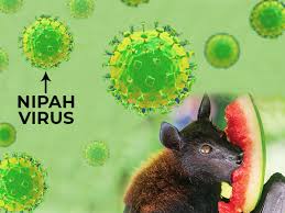 People infected with nipah virus may suffer from brain fever; How To Prevent Nipah Virus Infection Boldsky Com