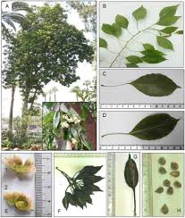 Image result for Brachychiton populneus
