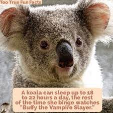 Koala Fun Fact Too True Fun Fact Is Your Pinterest Home For Canadian Fun Fact And Trivia Parody Comedy In The Finest Tradition Koala Bear Koala Bear