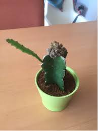 The cactus is native to the andes mountains where it can be found growing at an altitude of up to 3000m. Cactus With A Growth Gardening Landscaping Stack Exchange