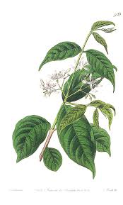 Image result for Wrightia