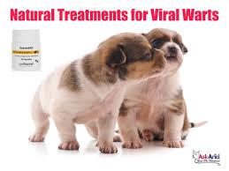 Natural Treatments For Oral Papillomas Viral Warts In 2020 Dog Treatment Natural Treatments Warts