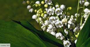 Mais une question reste en suspens : Pourquoi Offre T On Du Muguet Le 1er Mai Geo Fr