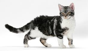 American Shorthair Kedi