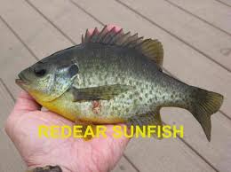 The Identification Of Panfish