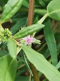 Image result for Zaleya