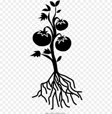 The pdf prints best on standard 8.5 x 11 paper. Tomato Plant Coloring Page Black And White Tomato Plant Png Image With Transparent Background Toppng