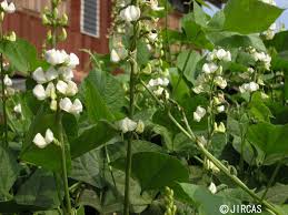 Image result for Lablab purpureus