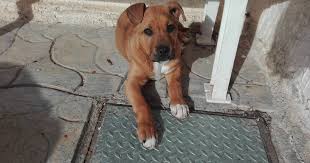 Amstaff, najnowsze ogłoszenia na olx.pl. Cucciolo Incrocio Amstaff Cerca Famiglia Chi Lo Adotta