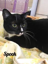 Our store also offers grooming, training, adoptions, veterinary together with petsmart charities, we help save over 1,500 pets every day through adoption. Photos Adoptable Puppies Kittens At Stark County Humane Society The Repository Canton Oh
