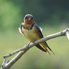 Birds Native To Virginia These 33 Beautiful Shots Of Birds In Virginia Are Majestic Birds Of America Beautiful Birds Birds