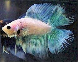 Betta Splendens Half Moon Double Tail Crown Tail Bettas The Great Women Of Bettas Betta Tank Betta Betta Fish