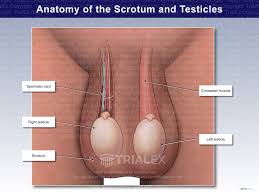 Image result for Scrotum