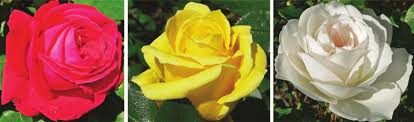 Maybe you would like to learn more about one of these? The Three Hybrid Tea Rose Cultivars Used In This Study Red Roses Rosa Download Scientific Diagram