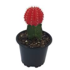 On the top of the world. Red Moon Cactus Masjid Nursery Online
