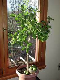 The key lime tree is a vigorous tropical plant that produces all year long. Saving Lime Trees From Damaging Scale Ask The Ground Crew Cleveland Com