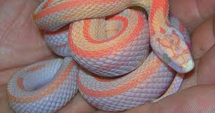 Black And White Corn Snake Morph Account Suspended Pet Snake Corn Snake Reptile Snakes
