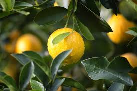 If soil acidity is too low, add sulfur. Lemon Tree Care 101 Everything You Need To Know