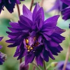 Image result for Aquilegia vulgaris Tower Mix