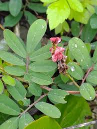 Image result for Indigofera hendecaphylla