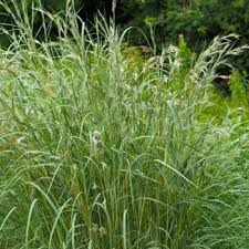 Image result for Hyparrhenia tamba