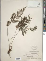 Image result for Abrodictyum rigidum