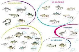 Ils occupent le dernier rang dans la classe des vertébrés : Les Grandes Familles Des Poissons D Eau Douce