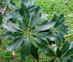 Image result for Hymenosporum