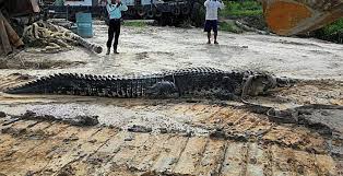 In english ,it means ( sister's husband as brother in law) brother in law. Here S The Story Behind Bujang Senang A Crocodile That Once Terrorized Sarawak