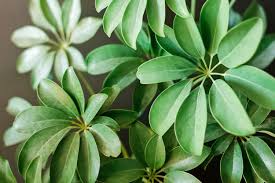 Image result for Schefflera