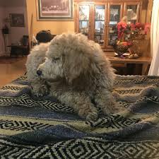 Poodle (standard) puppies and dogs in glendale, california. Standard Poodle Puppies For Sale Merced Ca 316548