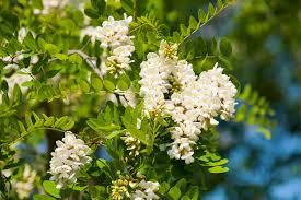 Image result for Robinia