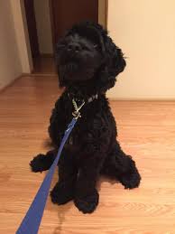 Having a small distance between two opposite sides: Do Oliver S Rear Legs Look Extra Long When Sitting I Love My Cockapoo Forums