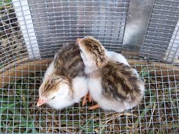 We did not find results for: Royal Purple Guinea Fowl International Association