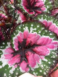 Her parents have arranged a marriage for her with someone she hasn't even met, and forced her to study how become a proper wife. Harmony S Christmas Curl Harmony Begonias Facebook
